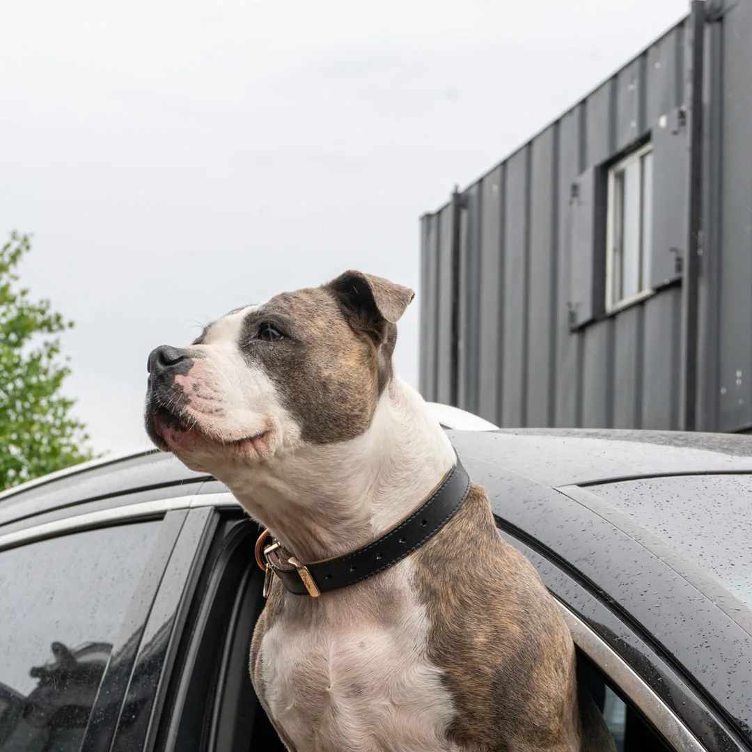 Margaret (the dog) looking out of the car window of a black Audi